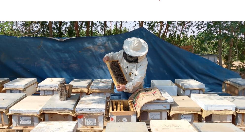 دورة أساسيات النحل من 12-10-2025 الى 116-10-2025